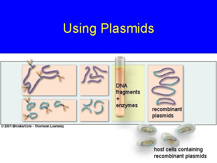 Using Plasmids DNA fragments + enzymes recombinant plasmids host cells containing recombinant plasmids 