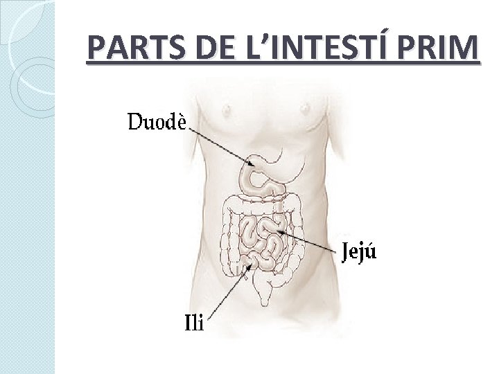 PARTS DE L’INTESTÍ PRIM 