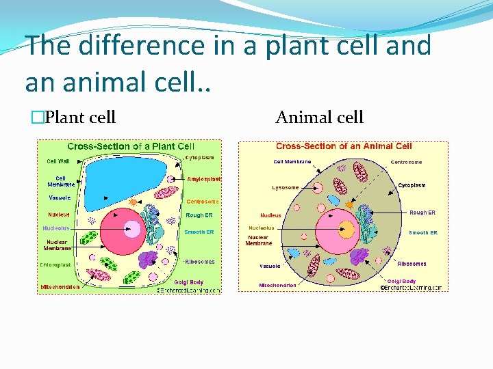 The difference in a plant cell and an animal cell. . �Plant cell Animal