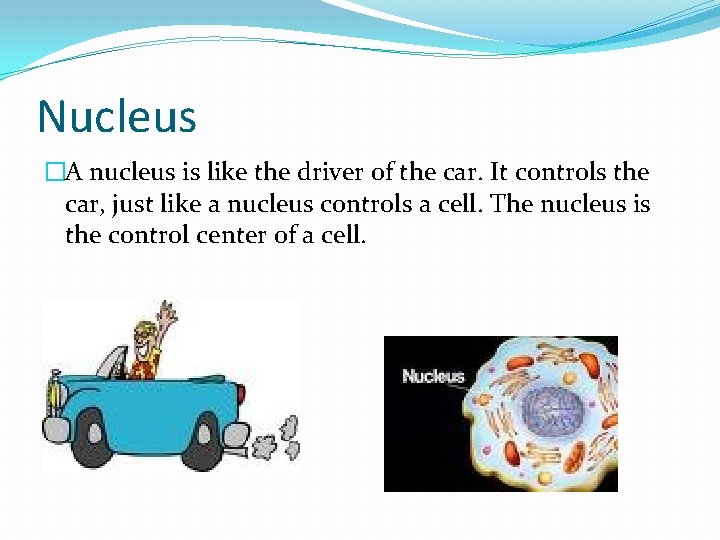 Nucleus �A nucleus is like the driver of the car. It controls the car,
