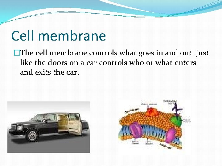Cell membrane �The cell membrane controls what goes in and out. Just like the