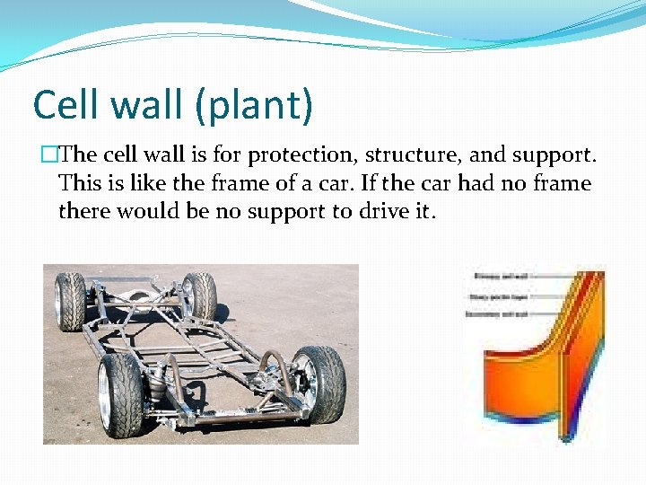 Cell wall (plant) �The cell wall is for protection, structure, and support. This is