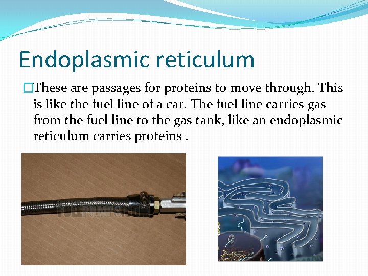 Endoplasmic reticulum �These are passages for proteins to move through. This is like the