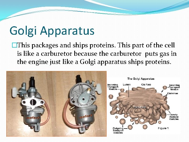 Golgi Apparatus �This packages and ships proteins. This part of the cell is like