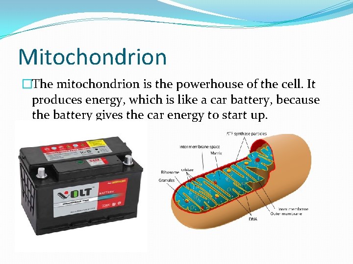 Mitochondrion �The mitochondrion is the powerhouse of the cell. It produces energy, which is