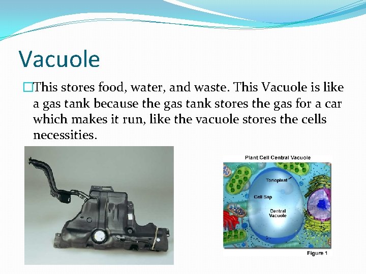 Vacuole �This stores food, water, and waste. This Vacuole is like a gas tank