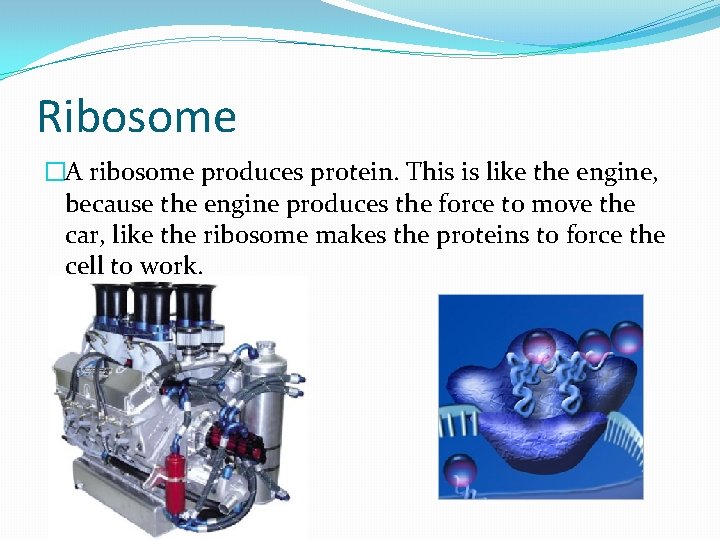 Ribosome �A ribosome produces protein. This is like the engine, because the engine produces