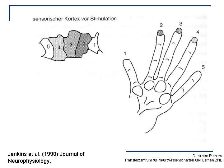 Jenkins et al. (1990) Journal of Neurophysiology. Dorothee Reiners Transferzentrum für Neurowissenschaften und Lernen