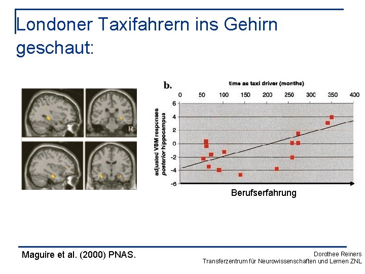 Londoner Taxifahrern ins Gehirn geschaut: Berufserfahrung Maguire et al. (2000) PNAS. Dorothee Reiners Transferzentrum