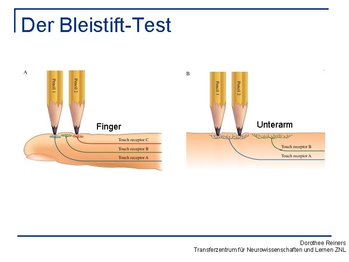 Der Bleistift-Test Finger Unterarm Dorothee Reiners Transferzentrum für Neurowissenschaften und Lernen ZNL 