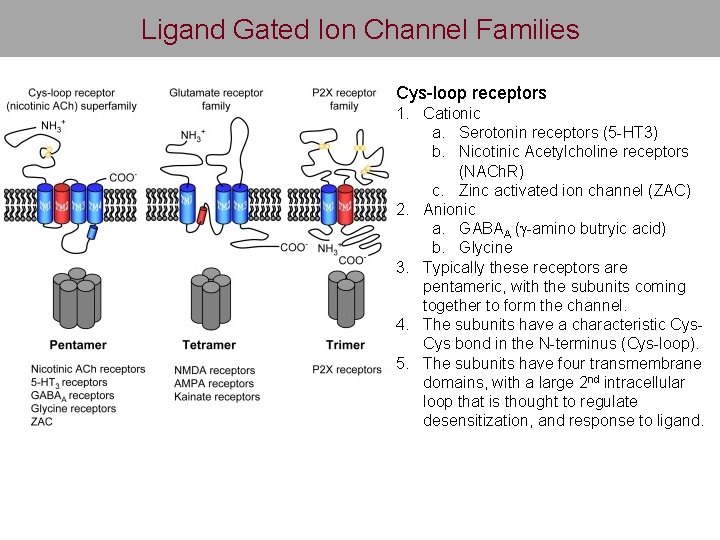 Ligand Gated Ion Channel Families Cys-loop receptors 1. Cationic a. Serotonin receptors (5 -HT
