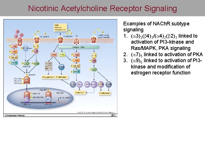 Nicotinic Acetylcholine Receptor Signaling Examples of NACh. R subtype signaling 1. (a 3)2(b 4)3/(a