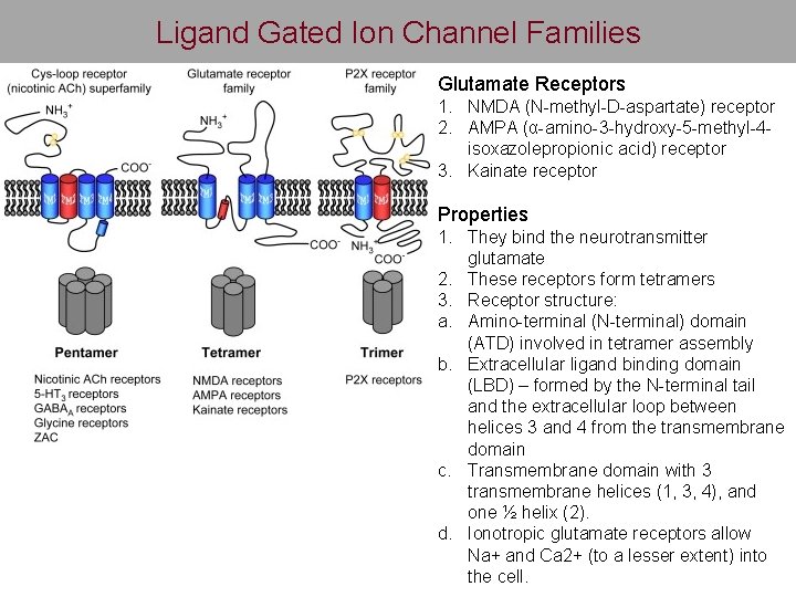 Ligand Gated Ion Channel Families Glutamate Receptors 1. NMDA (N-methyl-D-aspartate) receptor 2. AMPA (α-amino-3