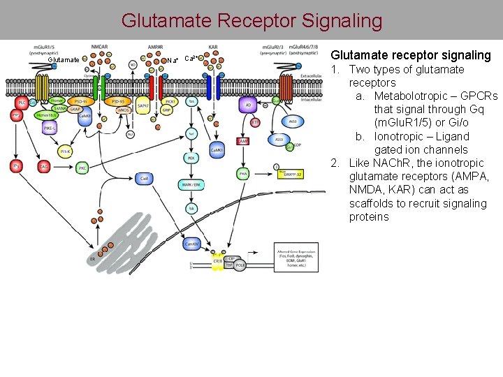 Glutamate Receptor Signaling Glutamate 2+ Na+ Ca Glutamate receptor signaling 1. Two types of