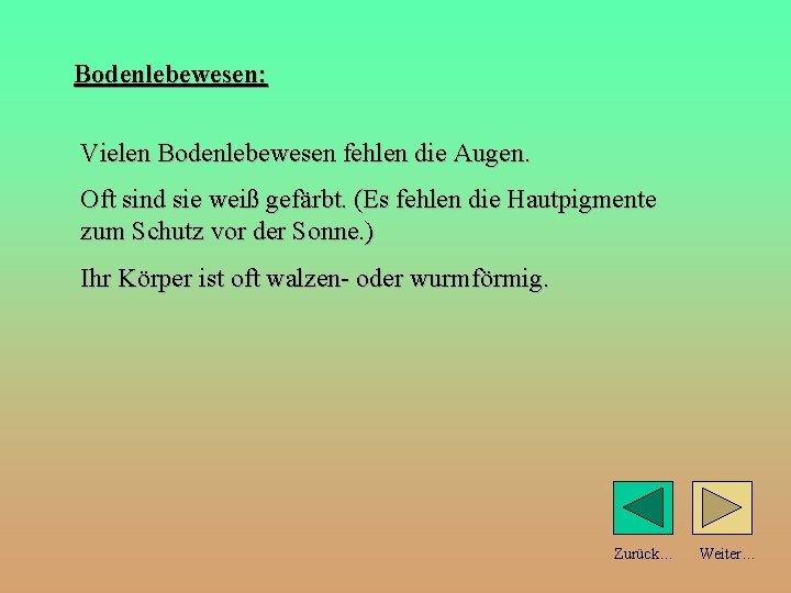 Bodenlebewesen: Vielen Bodenlebewesen fehlen die Augen. Oft sind sie weiß gefärbt. (Es fehlen die