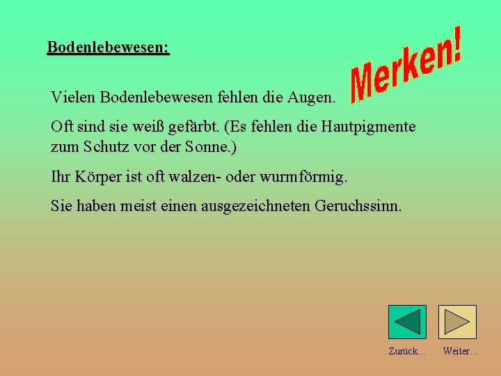 Bodenlebewesen: Vielen Bodenlebewesen fehlen die Augen. Oft sind sie weiß gefärbt. (Es fehlen die