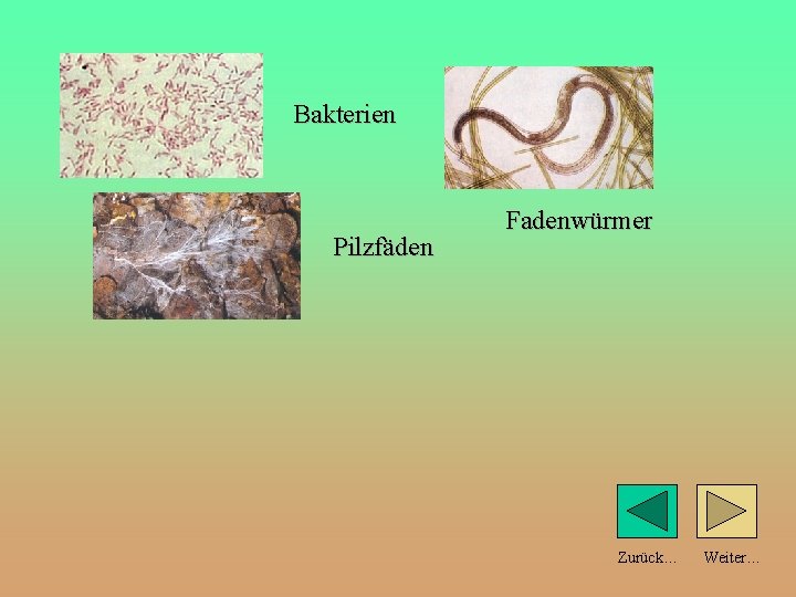 Bakterien Pilzfäden Fadenwürmer Zurück… Weiter… 