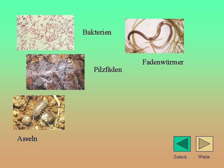 Bakterien Pilzfäden Fadenwürmer Asseln Zurück… Weiter… 