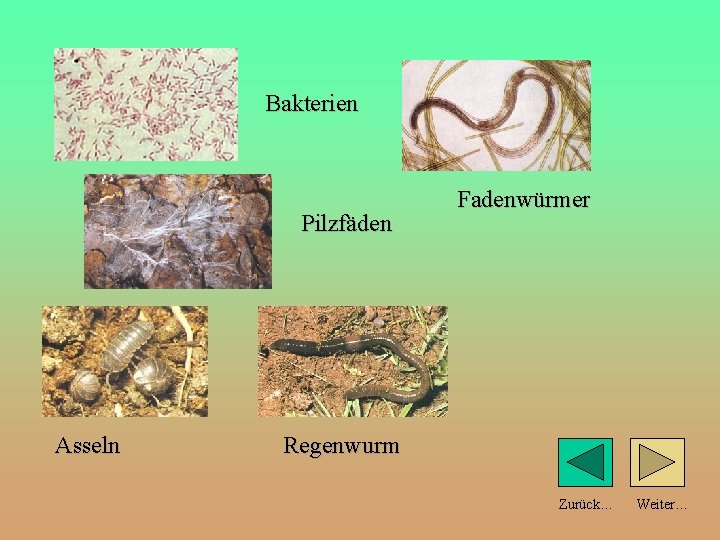 Bakterien Pilzfäden Asseln Fadenwürmer Regenwurm Zurück… Weiter… 
