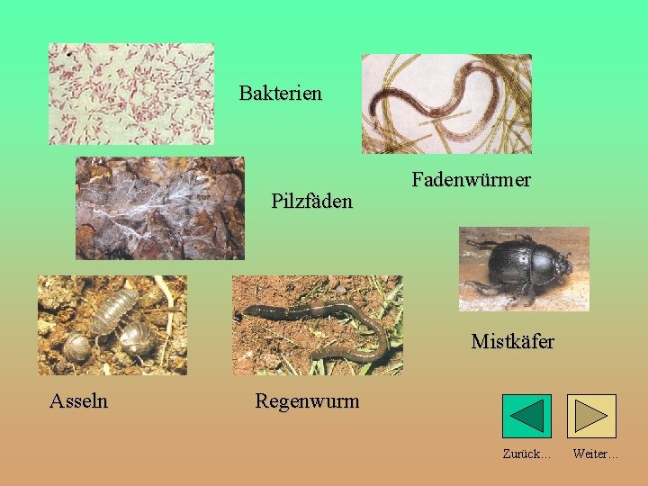 Bakterien Pilzfäden Fadenwürmer Mistkäfer Asseln Regenwurm Zurück… Weiter… 