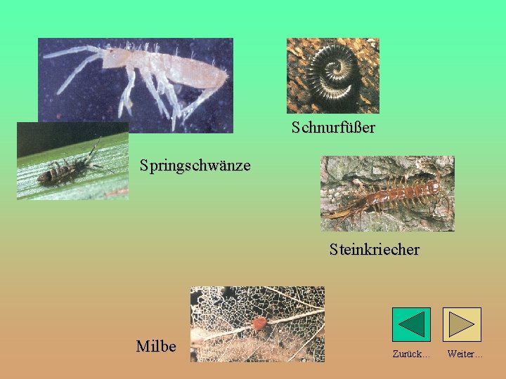 Schnurfüßer Springschwänze Steinkriecher Milbe Zurück… Weiter… 