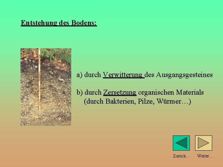 Entstehung des Bodens: a) durch Verwitterung des Ausgangsgesteines b) durch Zersetzung organischen Materials (durch