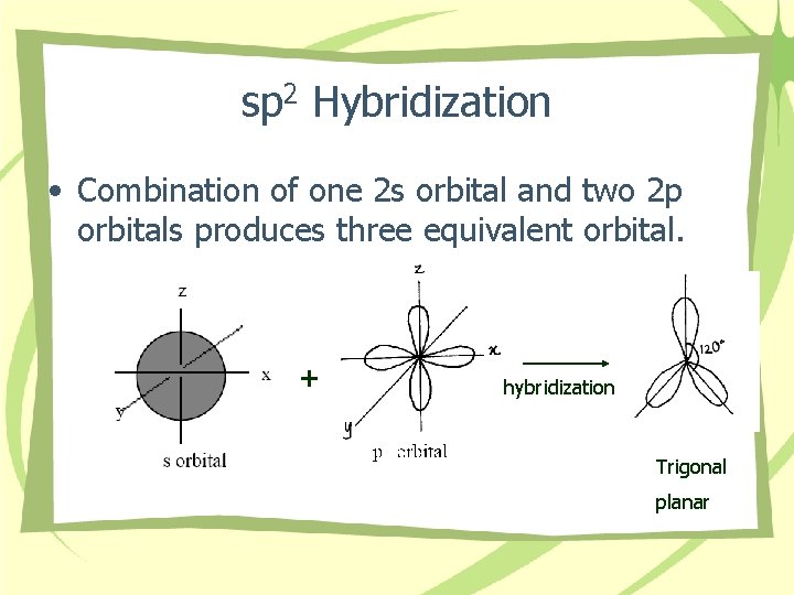 sp 2 Hybridization • Combination of one 2 s orbital and two 2 p