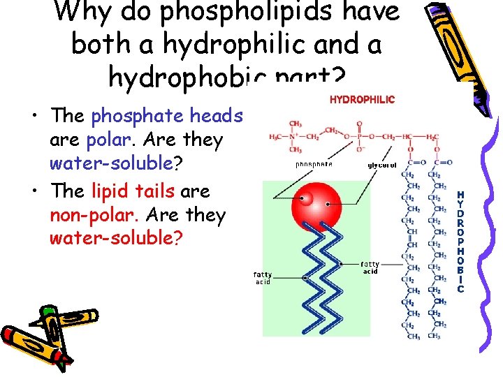 Why do phospholipids have both a hydrophilic and a hydrophobic part? • The phosphate