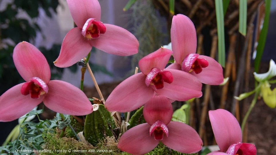 Orchideen Ausstellung / Foto by © Hermann Kolb Vienna. at 