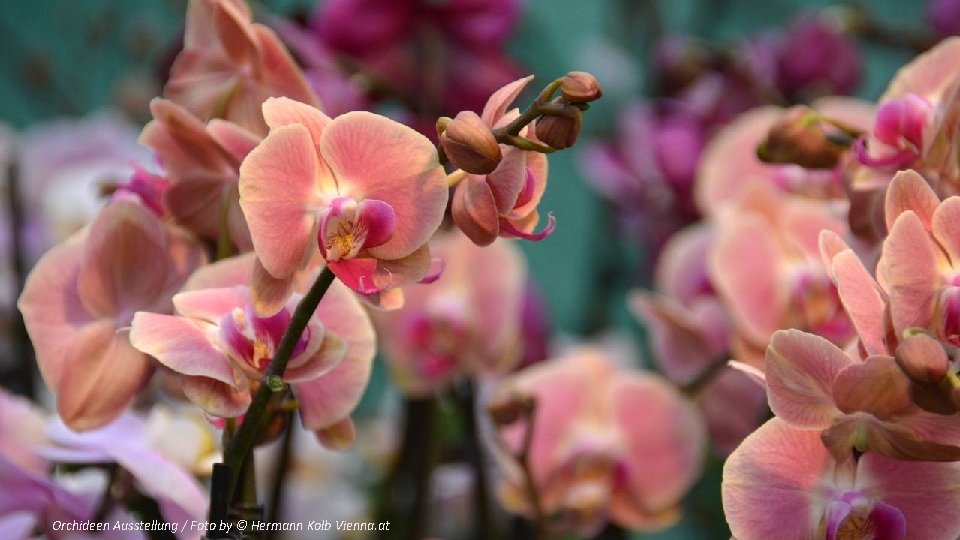 Orchideen Ausstellung / Foto by © Hermann Kolb Vienna. at 