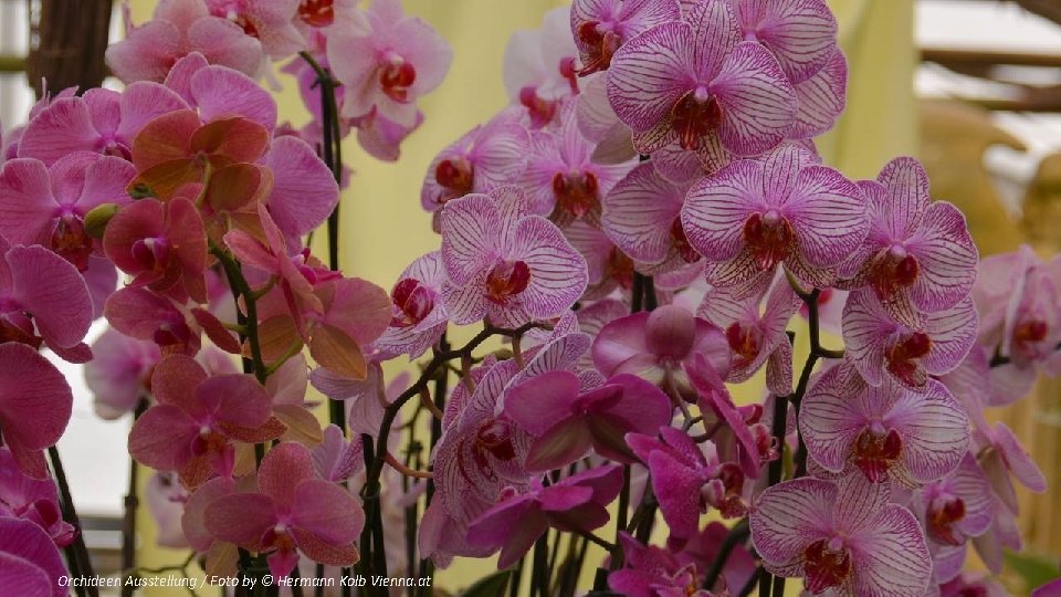 Orchideen Ausstellung / Foto by © Hermann Kolb Vienna. at 