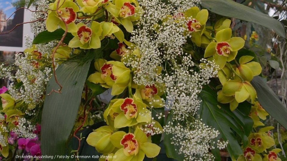 Orchideen Ausstellung / Foto by © Hermann Kolb Vienna. at 