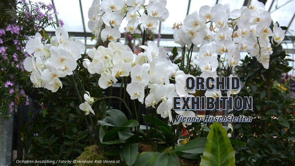 Orchideen Ausstellung / Foto by © Hermann Kolb Vienna. at 