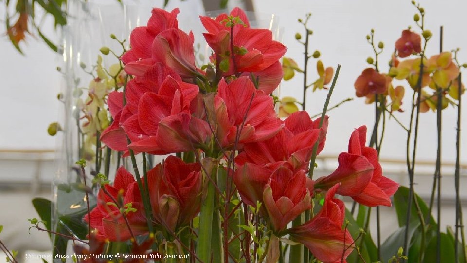 Orchideen Ausstellung / Foto by © Hermann Kolb Vienna. at 