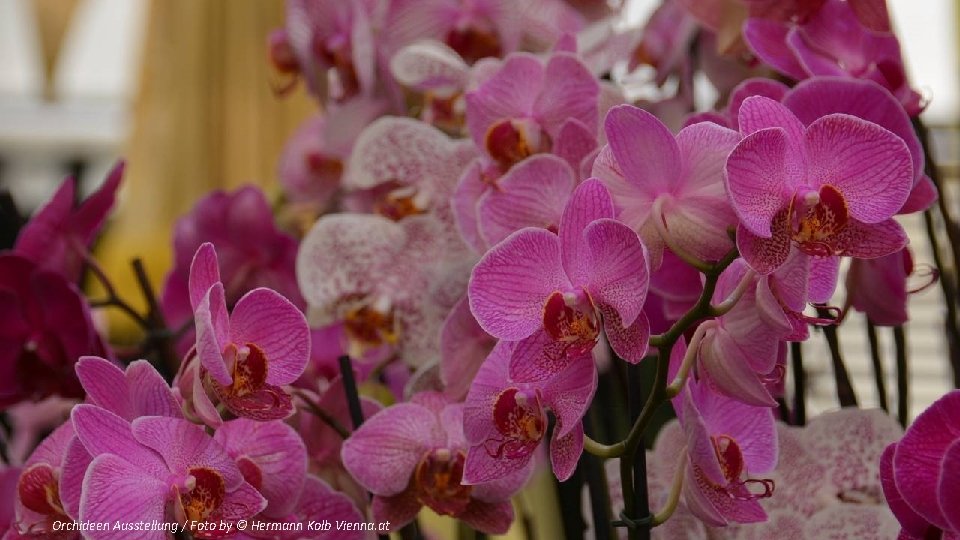 Orchideen Ausstellung / Foto by © Hermann Kolb Vienna. at 
