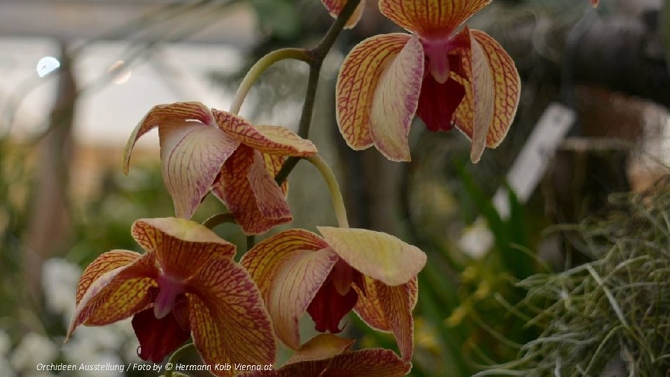 Orchideen Ausstellung / Foto by © Hermann Kolb Vienna. at 