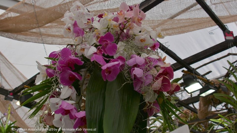 Orchideen Ausstellung / Foto by © Hermann Kolb Vienna. at 