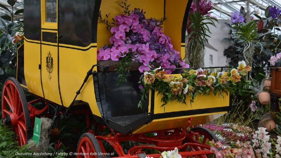 Orchideen Ausstellung / Foto by © Hermann Kolb Vienna. at 