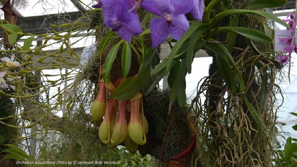 Orchideen Ausstellung / Foto by © Hermann Kolb Vienna. at 