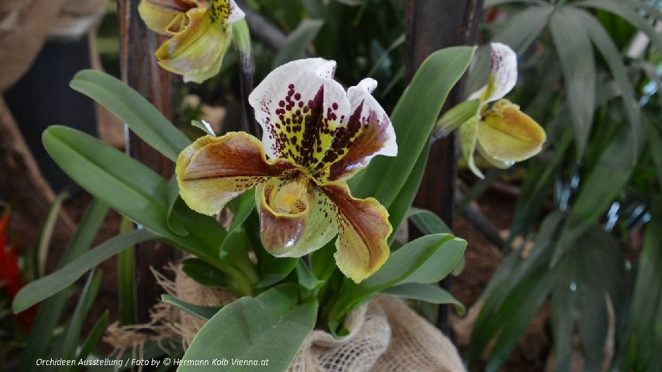 Orchideen Ausstellung / Foto by © Hermann Kolb Vienna. at 