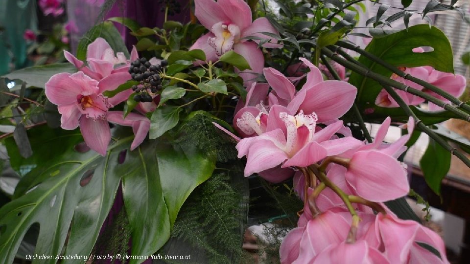 Orchideen Ausstellung / Foto by © Hermann Kolb Vienna. at 