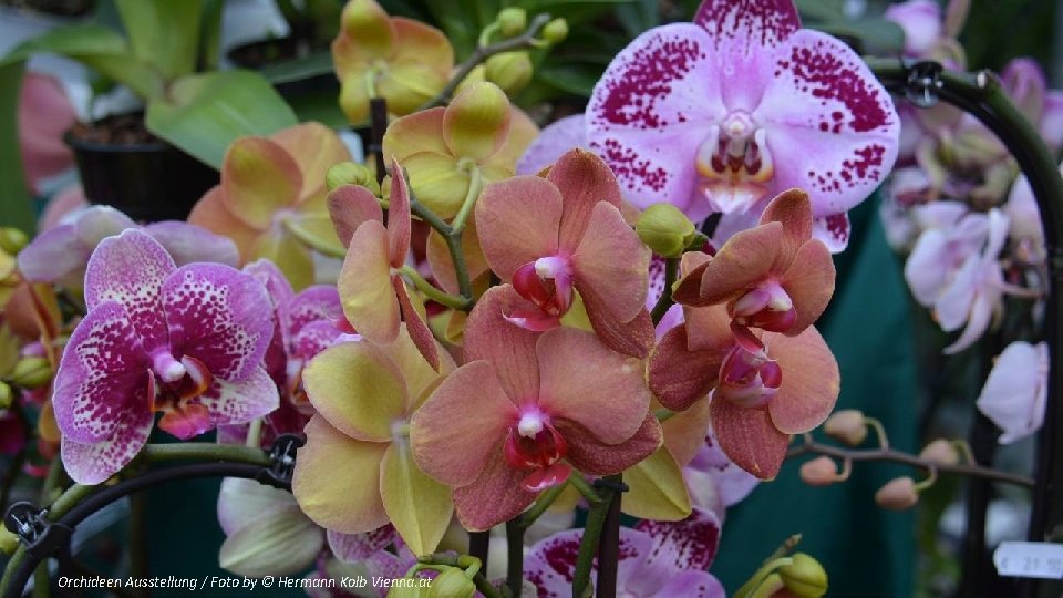 Orchideen Ausstellung / Foto by © Hermann Kolb Vienna. at 