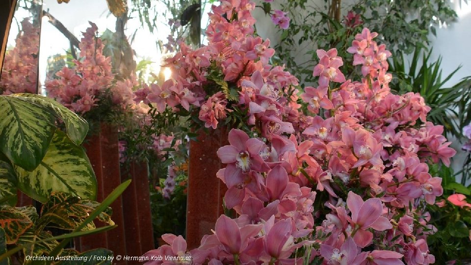 Orchideen Ausstellung / Foto by © Hermann Kolb Vienna. at 