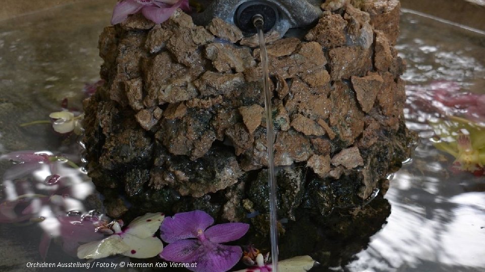 Orchideen Ausstellung / Foto by © Hermann Kolb Vienna. at 