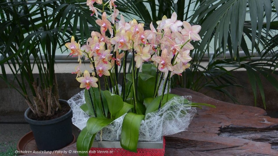 Orchideen Ausstellung / Foto by © Hermann Kolb Vienna. at 