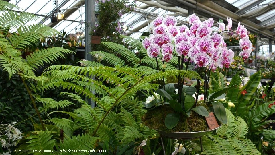 Orchideen Ausstellung / Foto by © Hermann Kolb Vienna. at 