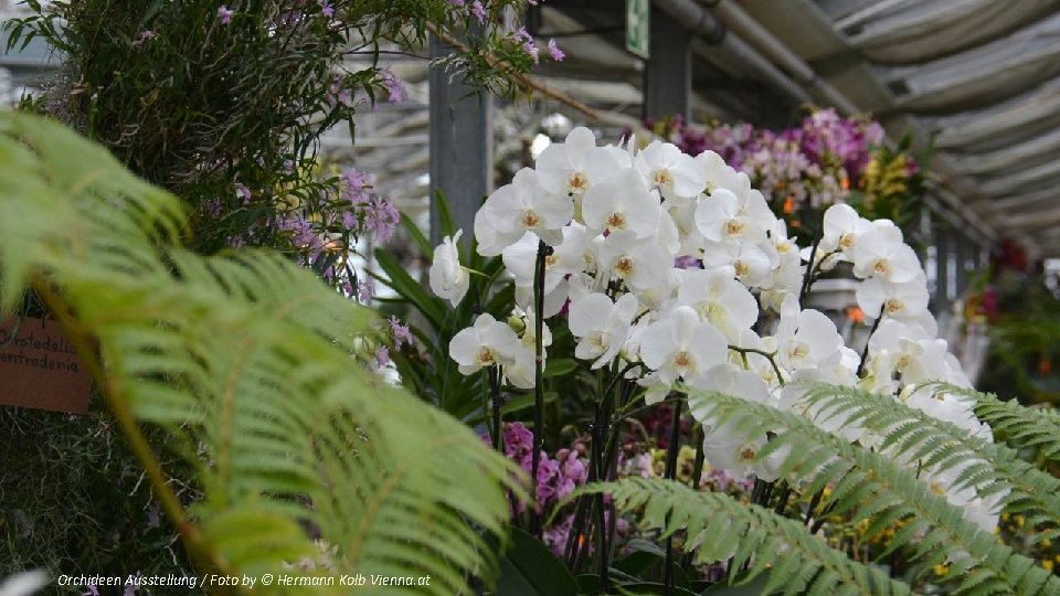 Orchideen Ausstellung / Foto by © Hermann Kolb Vienna. at 