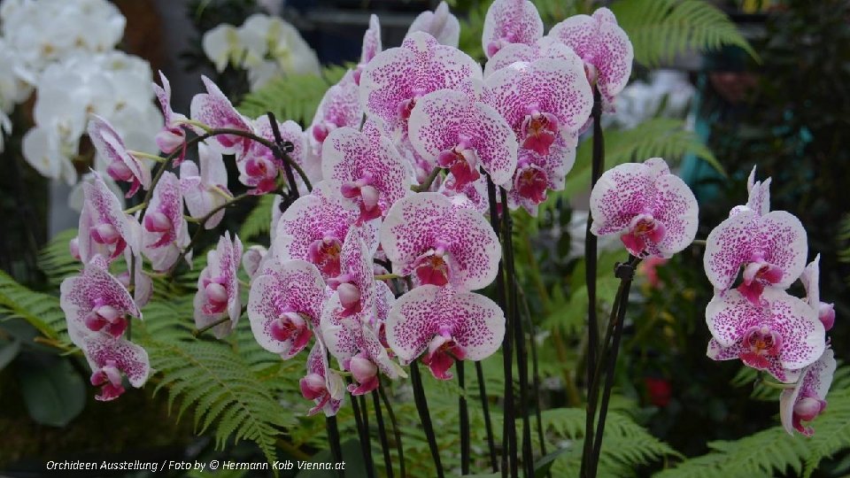 Orchideen Ausstellung / Foto by © Hermann Kolb Vienna. at 