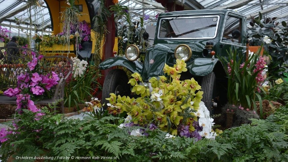 Orchideen Ausstellung / Foto by © Hermann Kolb Vienna. at 