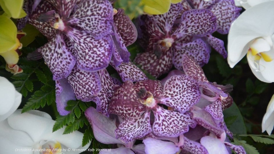 Orchideen Ausstellung / Foto by © Hermann Kolb Vienna. at 